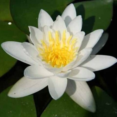 Nymphaea hybrida bi "Bianca" M (Ninfea) [Vaso 14cm]