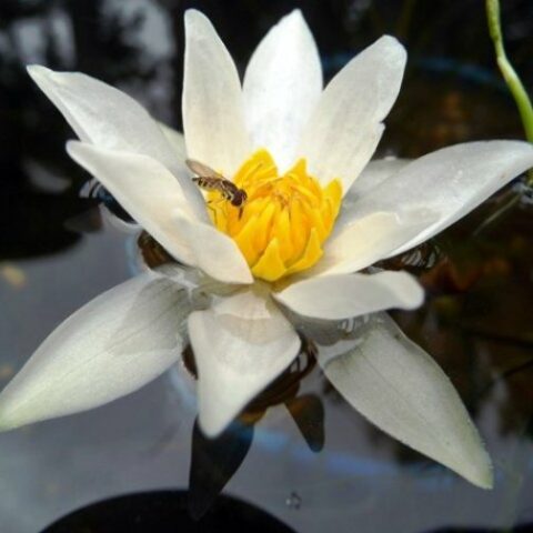 Nymphaea hybrida Bi "Pygmaea Alba" P (Ninfea) [Vaso 14cm]