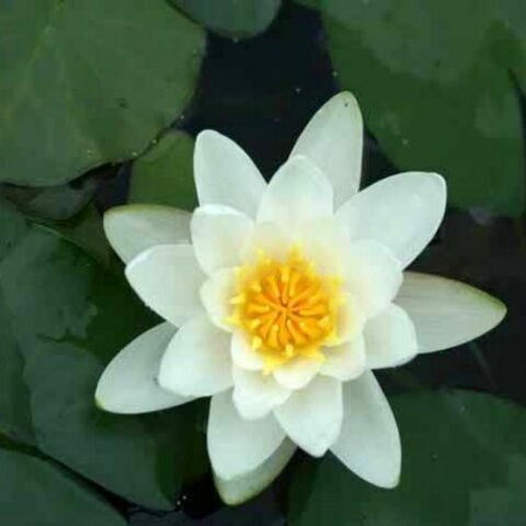 Nymphaea hybrida bi "Albatros" M (Ninfea) [Vaso 14cm]