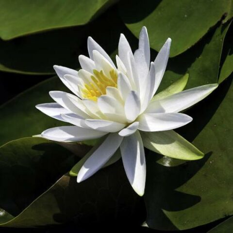 Nymphaea hybrida bi "Marliacea Albida" MP (Ninfea) [Vaso 14cm]