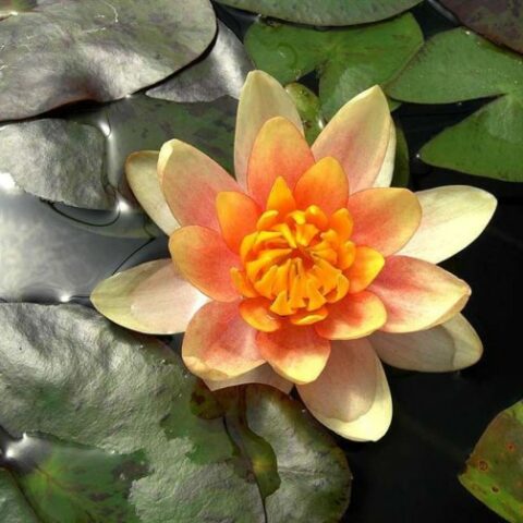 Nymphaea hybrida ar "Aurora" MP (Ninfea) [Vaso 14cm]