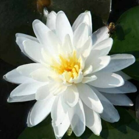 Nymphaea hybrida bi "Gonnere" GM (Ninfea) [Vaso 14cm]