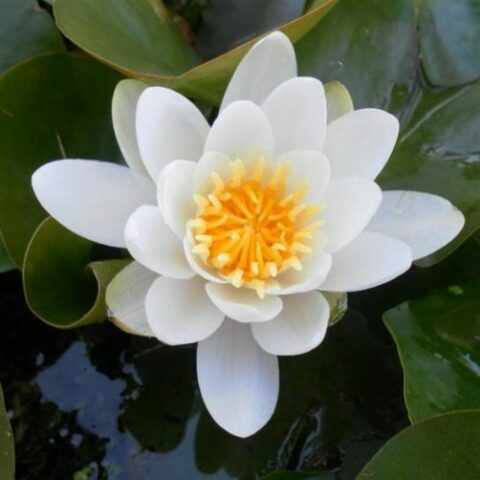 Nymphaea hybrida bi "Virginalis" GM (Ninfea) [Vaso 14cm]