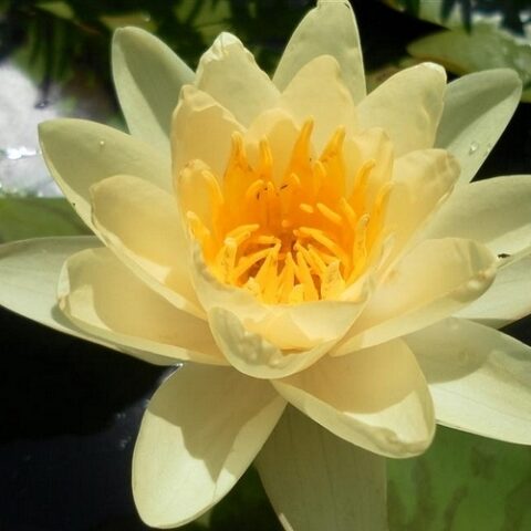 Nymphaea hybrida ca "Comanche" M (Ninfea) [Vaso 14cm]