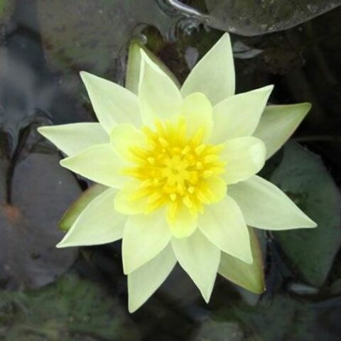 Nymphaea hybrida Gi "Pygmaea Helvola" P (Ninfea) [Vaso 14cm]