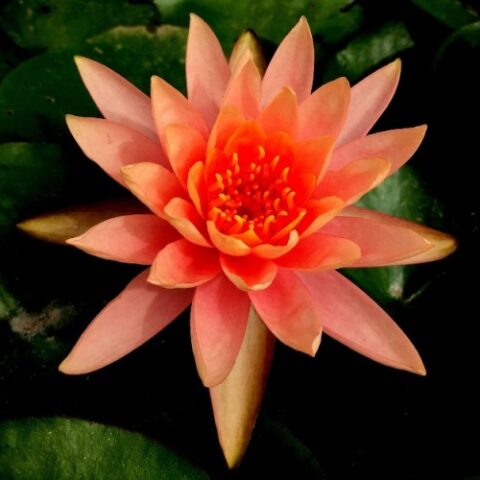 Nymphaea hybrida ca "Sioux" M (Ninfea) [Vaso 14cm]