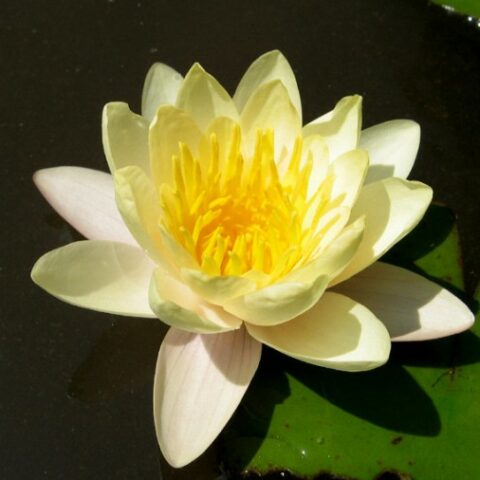 Nymphaea hybrida ca "Solfatare" MP (Ninfea) [Vaso 14cm]