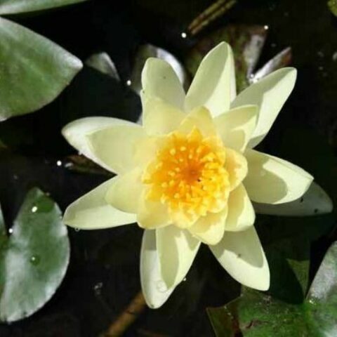 Nymphaea hybrida gi "Flava" GM (Ninfea) [Vaso 14cm]