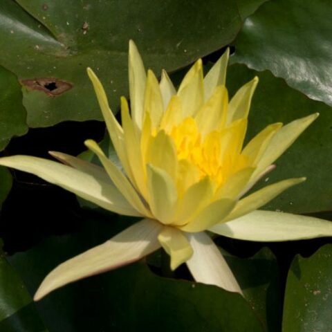 Nymphaea hybrida gi "Mexicana Grandiflora" G (Ninfea) [Vaso 14cm]
