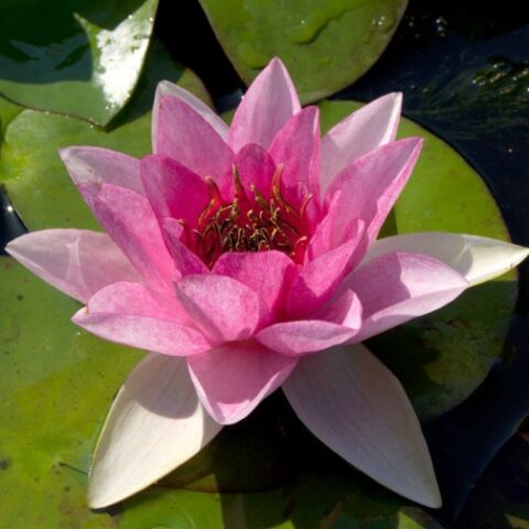 Nymphaea hybrida ro "Bory Latour Marliac" GM (Ninfea) [Vaso 14cm]