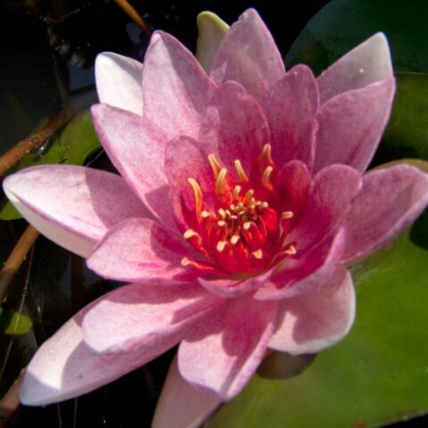 Nymphaea hybrida ro "Fabiola" GM (Ninfea) [Vaso 14cm]