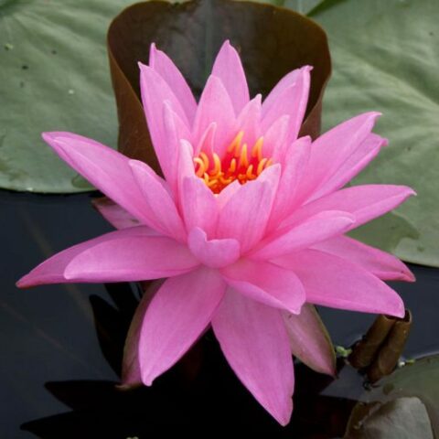 Nymphaea hybrida ro "Marchal Ptain" GM (Ninfea) [Vaso 14cm]