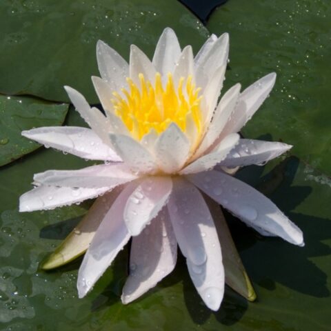 Nymphaea hybrida ro "Odorata Shaw" GM (Ninfea) [Vaso 14cm]