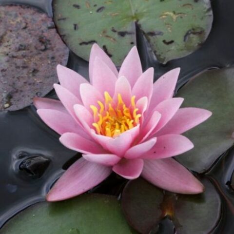 Nymphaea hybrida ro "Rosennymphe" GM (Ninfea) [Vaso 14cm]