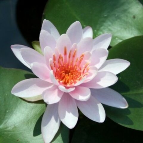 Nymphaea hybrida ro "Venusta" GMP (Ninfea) [Vaso 14cm]
