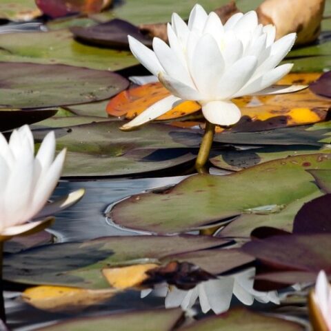 Nymphaea hybrida ro "William Doogue" GM (Ninfea) [Vaso 14cm]