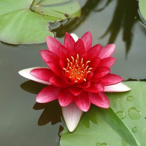 Nymphaea hybrida rs "Attraction" GM (Ninfea) [Vaso 18cm]
