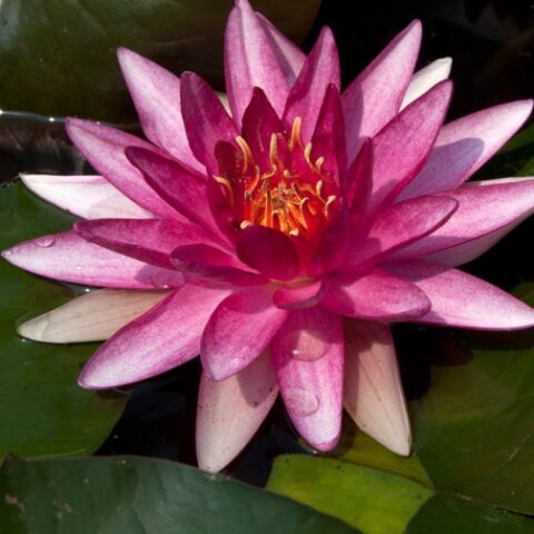 Nymphaea hybrida "Rs Conqueror GM" (Ninfea) [Vaso 14cm]