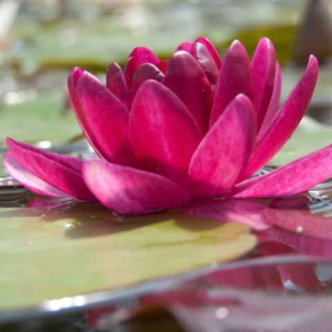 Nymphaea hybrida rs "Burgundy Princess" M (Ninfea) [Vaso 14cm]