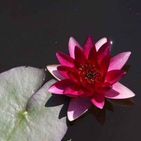 Nymphaea hybrida rs "Chateau La Rouge" GM (Ninfea) [Vaso 14cm]
