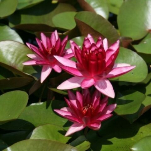 Nymphaea hybrida rs "Maurice Laideker" P (Ninfea) [Vaso 14cm]