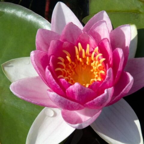 Nymphaea hybrida rs "Sultan" GM (Ninfea) [Vaso 14cm]