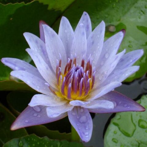 Nymphaea tropicale "August Koch" GM (Ninfea) [Vaso 14cm]
