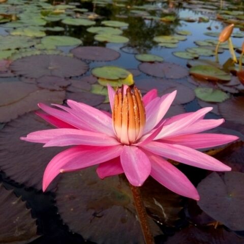 Nymphaea tropicale "Emily Granat M Notturna" (Ninfea) [Vaso 14cm]
