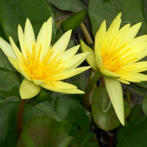 Nymphaea tropicale "St. Louis Gold" GM (Ninfea) [Vaso 14cm]