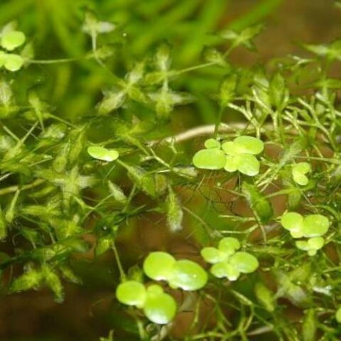 Lemna trisulca (Lenticchia d'acqua spatolata) [Vaso 12cm]