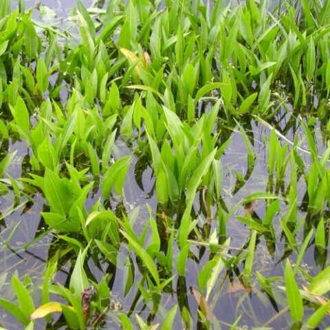 Sagittaria teres [Vaso 12cm]