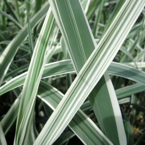 Arundo donax "Variegatus" [Vaso 18cm]