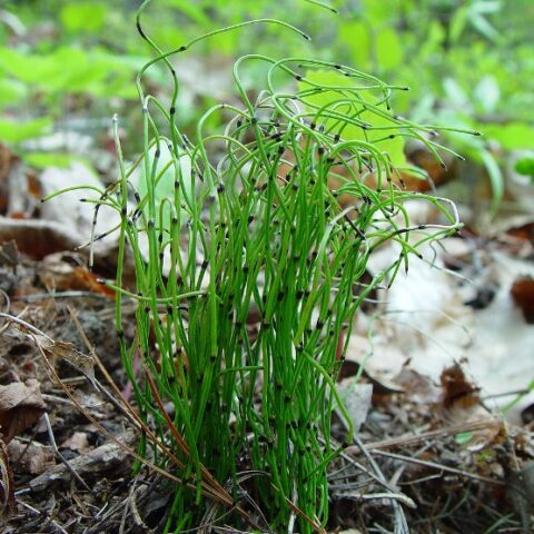 Equisetum scirpoides (Equiseto) [Vaso 8/10cm]