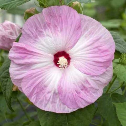 Hibiscus moscheutos "Disco Belle Pink" (Ibisco) [Vaso 18cm]