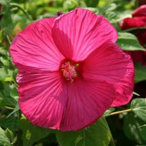 Hibiscus moscheutos "Disco Belle Rosy Red" (Ibisco) [Vaso 18cm]