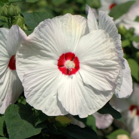 Hibiscus moscheutos "Disco Belle White" (Ibisco) [Vaso 8/10cm]