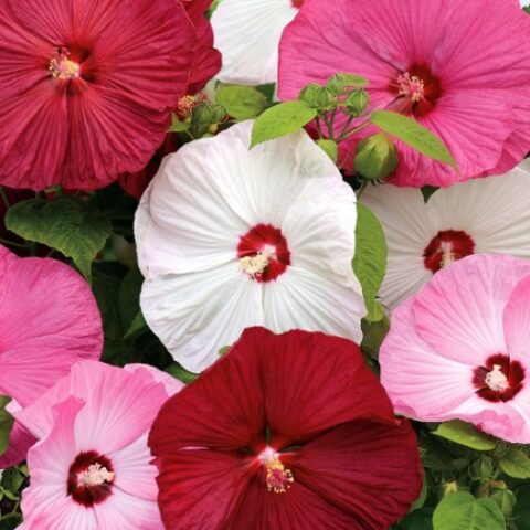 Hibiscus moscheutos "Galaxy" (Ibisco) [Vaso 18cm]