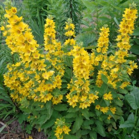 Lysimachia punctata [Vaso 18cm]