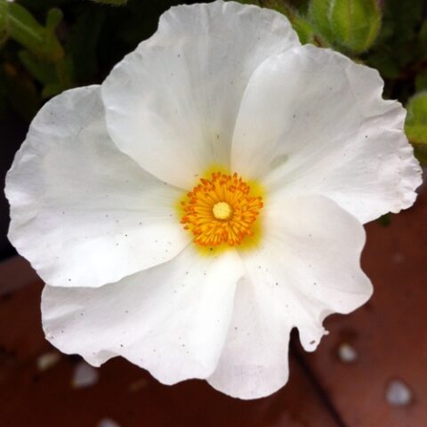 Cistus x florentinus (Cisto) [Vaso 18cm]
