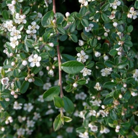 Cotoneaster dammeri "Moon Creeper" [Vaso 14cm]