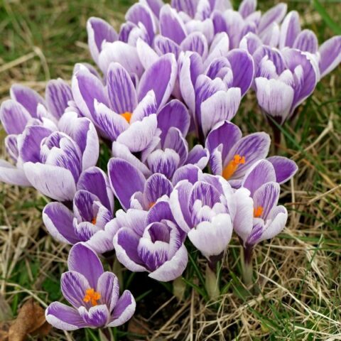 Crocus Pickwick (10 BULBI)