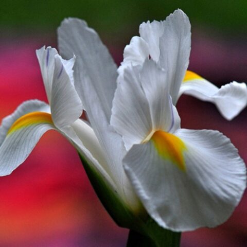 Iris hollandica White - Giaggiolo (25 BULBI)