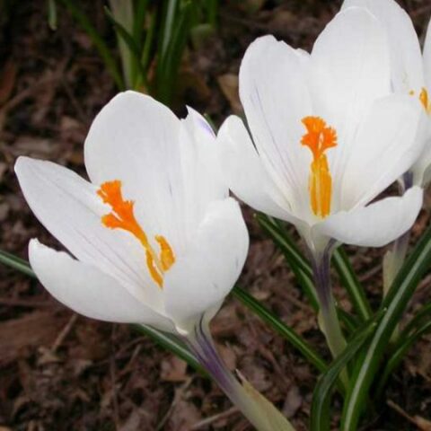 Crocus Jeanne d'Arc (10 BULBI)