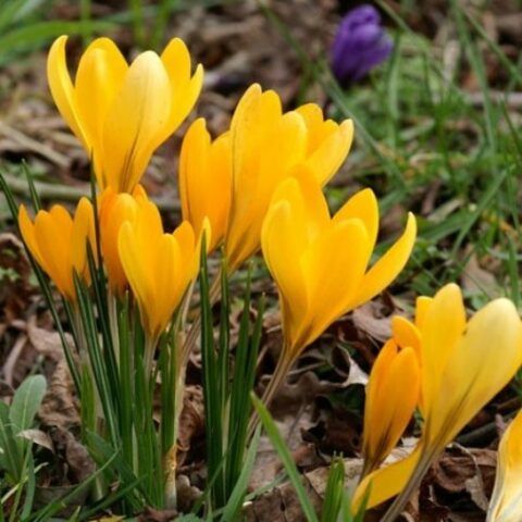 Crocus Large Yellow (10 BULBI)