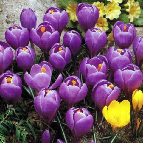 Crocus Remembrance (5 BULBI)
