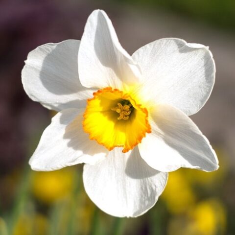 Narciso Ice Follies (5 BULBI)