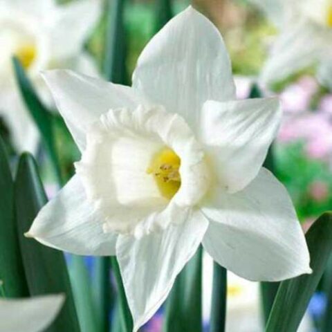 Narciso Mount Hood (5 BULBI)