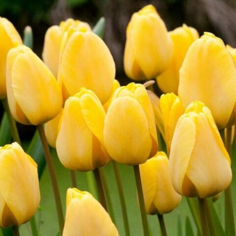 Tulipano Golden Apeldoorn (10 BULBI)