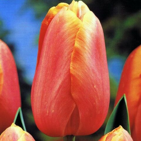 Tulipano Menton (5 BULBI)