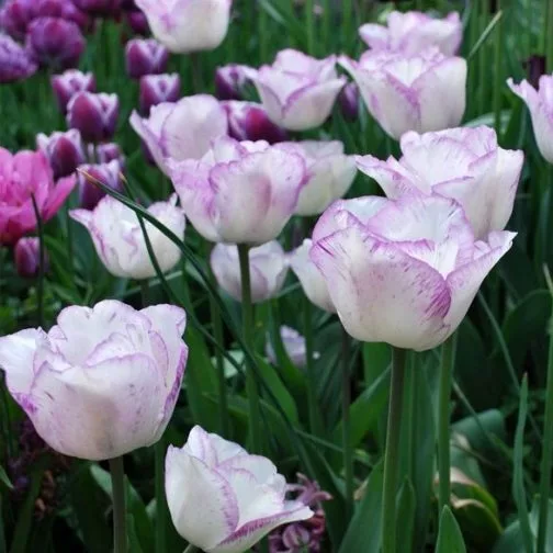 Tulipano Shirley (10 BULBI)